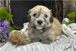 Shane - puppy for sale