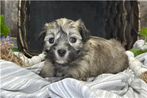 Serena - Coton De Tulear for sale