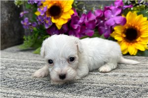 Meleah - Coton De Tulear for sale