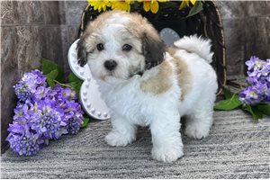 Weldon - Coton De Tulear for sale