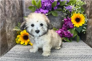 Serena - Coton De Tulear for sale
