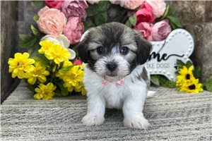 Reid - Coton De Tulear for sale