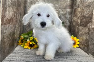Mink - Coton De Tulear for sale