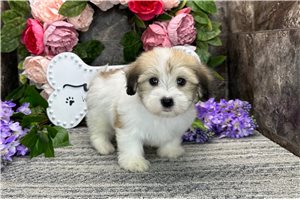 Misty - Coton De Tulear for sale