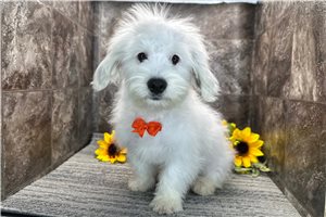 Mink - Coton De Tulear for sale