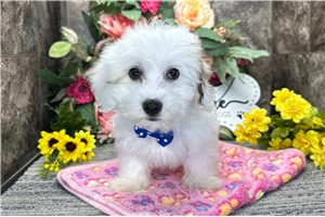 Heath - Coton De Tulear for sale