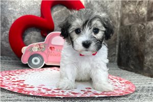 Himalayan - Coton De Tulear for sale