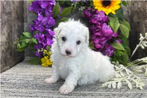 Todd - Coton De Tulear for sale