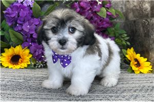 Reid - Coton De Tulear for sale