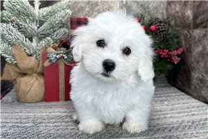 Carter - Coton De Tulear for sale