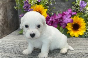 Manny - Coton De Tulear for sale