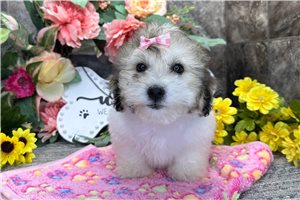 Hillary - Coton De Tulear for sale