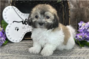 Wren - Coton De Tulear for sale