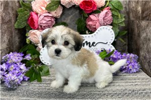 Mayse - Coton De Tulear for sale