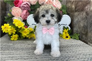 Noor - Coton De Tulear for sale