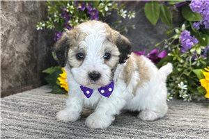 Weldon - Coton De Tulear for sale