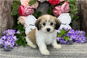 Moose - Coton De Tulear for sale
