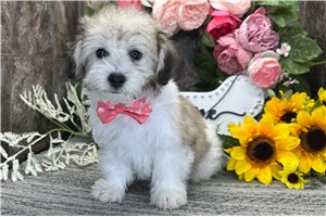 Noor - Coton De Tulear for sale