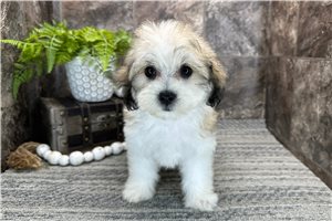 Mayse - Coton De Tulear for sale