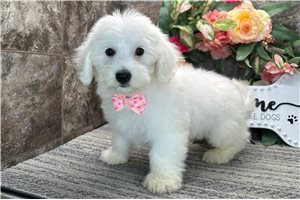 Manny - Coton De Tulear for sale