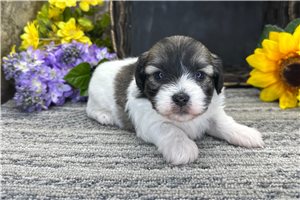 Reid - Coton De Tulear for sale