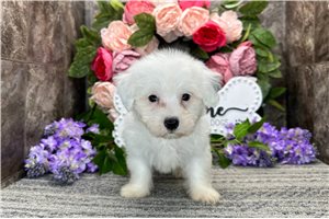Mink - Coton De Tulear for sale