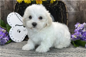 Watson - Coton De Tulear for sale