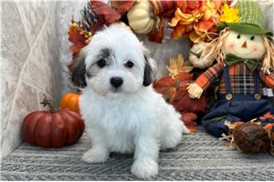 Nicole - Coton De Tulear for sale