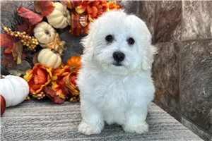 Teddy - Coton De Tulear for sale