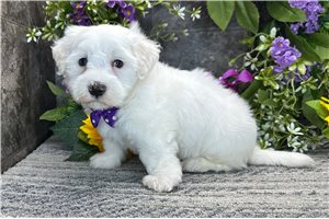 Sully - Coton De Tulear for sale