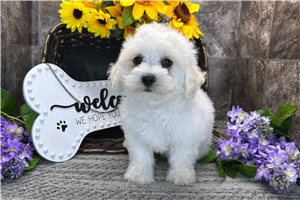 Sofia - Coton De Tulear for sale