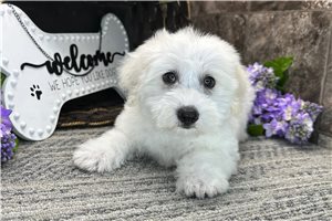 Sydney - Coton De Tulear for sale