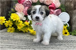 Roman - Coton De Tulear for sale