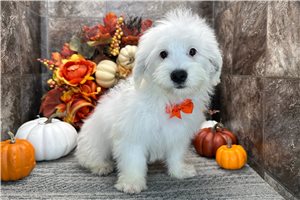 Mink - Coton De Tulear for sale