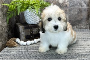 Misty - Coton De Tulear for sale