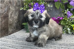 Sylvia - Coton De Tulear for sale