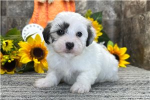 Nicole - Coton De Tulear for sale