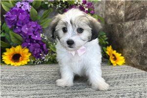 Roman - Coton De Tulear for sale