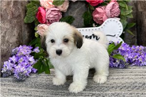 Maylee - Coton De Tulear for sale