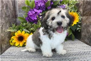 Wayne - Coton De Tulear for sale