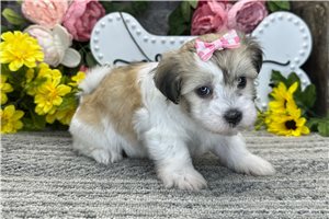 Rosalyn - Coton De Tulear for sale