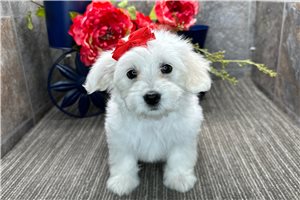 Luna - puppy for sale