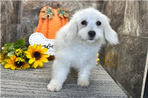 Meleah - Coton De Tulear for sale