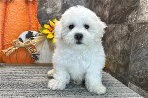 Teddy - Coton De Tulear for sale