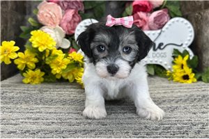 Rylee - Coton De Tulear for sale