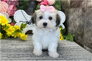 Naomi - Coton De Tulear for sale