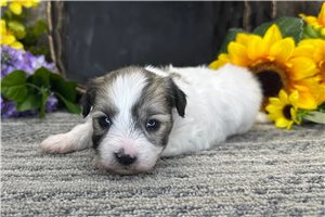 Roman - Coton De Tulear for sale