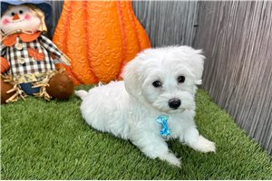 Owen - Coton De Tulear for sale