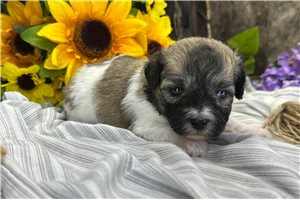 Wren - puppy for sale