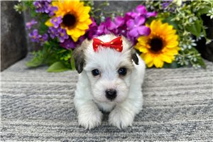 Maylee - Coton De Tulear for sale
